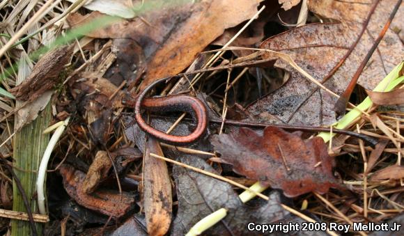 Eastern Red-backed Salamander (Plethodon cinereus)