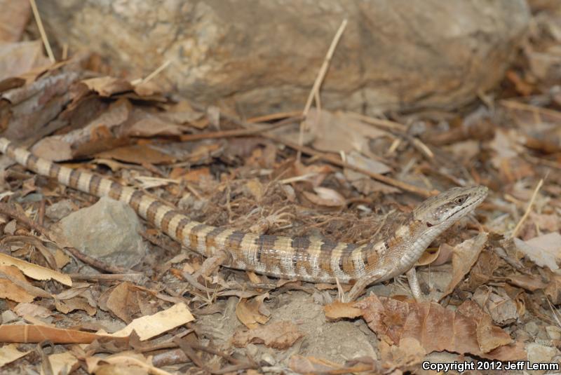 Panamint Alligator Lizard (Elgaria panamintina)