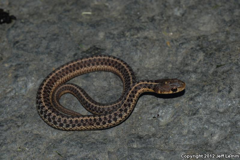 Maritime Gartersnake (Thamnophis sirtalis pallidulus)