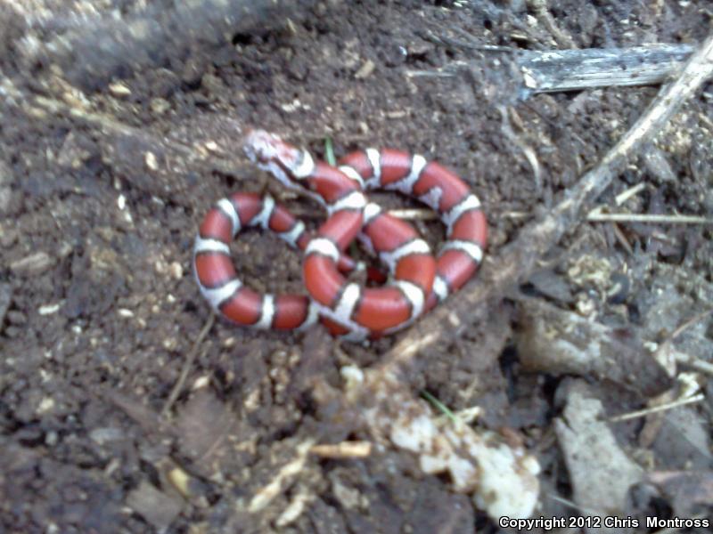 red milksnake