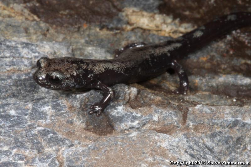 Inyo Mountains Salamander (Batrachoseps campi)