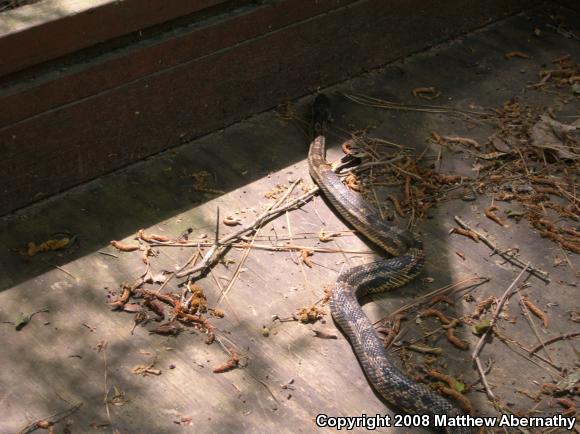 Texas Ratsnake (Pantherophis obsoletus lindheimeri)