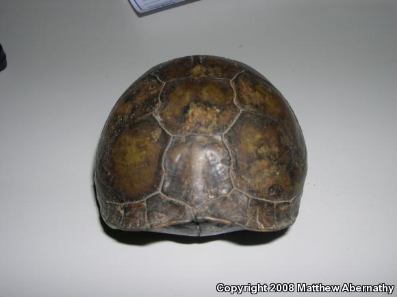 Three-toed Box Turtle (Terrapene carolina triunguis)