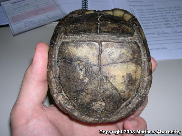 Three-toed Box Turtle (Terrapene carolina triunguis)