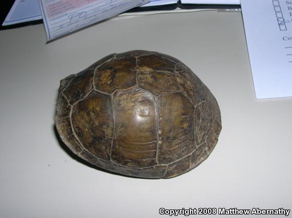 Three-toed Box Turtle (Terrapene carolina triunguis)