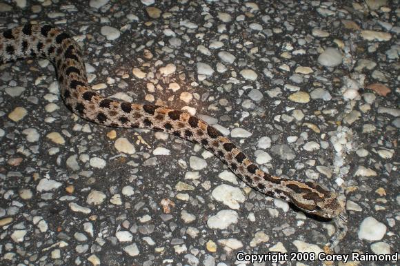 Pigmy Rattlesnake (Sistrurus miliarius)