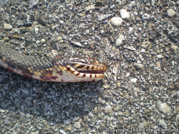 Southern Watersnake (Nerodia fasciata)