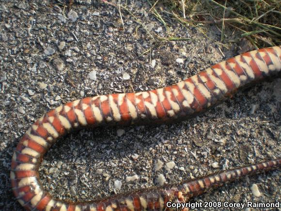 Southern Watersnake (Nerodia fasciata)