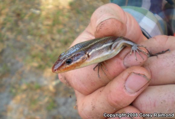 Broadhead Skink (Plestiodon laticeps)