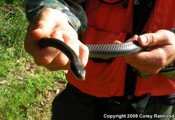 Southern Black Racer (Coluber constrictor priapus)