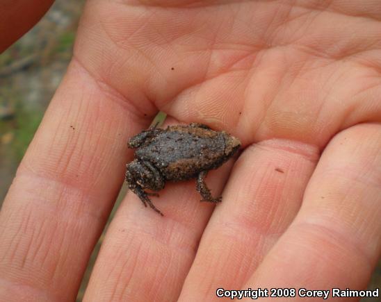 Eastern Narrow-mouthed Toad (Gastrophryne carolinensis)