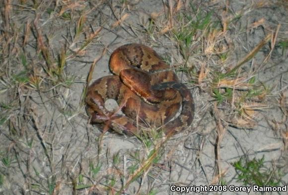 Cottonmouth (Agkistrodon piscivorus)