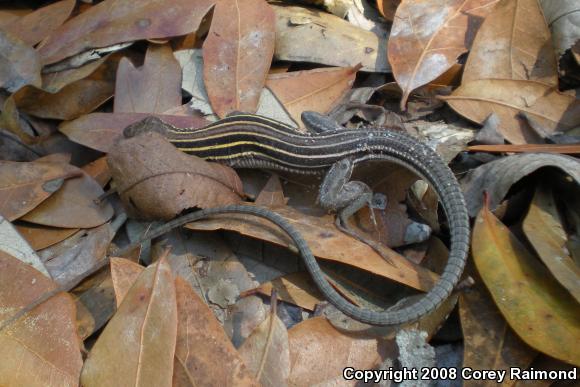 Six-lined Racerunner (Aspidoscelis sexlineata sexlineata)