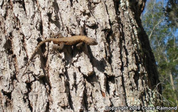 Eastern Fence Lizard (Sceloporus undulatus)