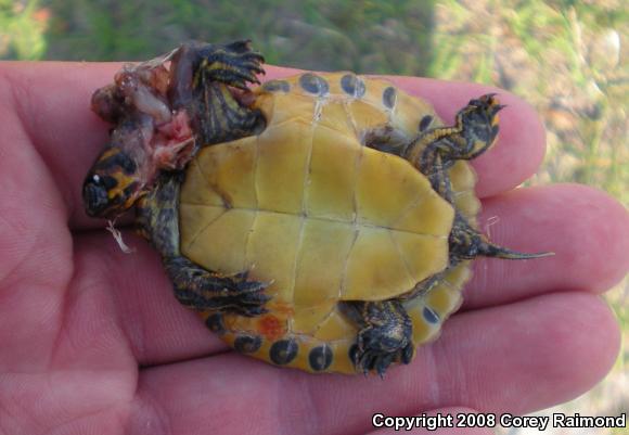 Coastal Plain Cooter (Pseudemys concinna floridana)