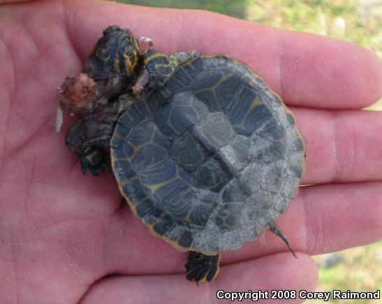 Coastal Plain Cooter (Pseudemys concinna floridana)