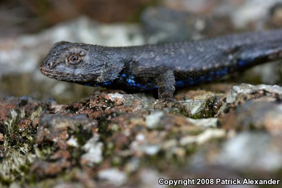 Eastern Fence Lizard (Sceloporus undulatus)