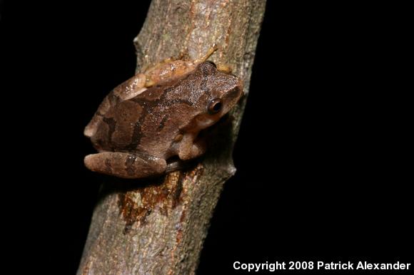 Spring Peeper (Pseudacris crucifer)