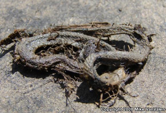 Northern Brownsnake (Storeria dekayi dekayi)