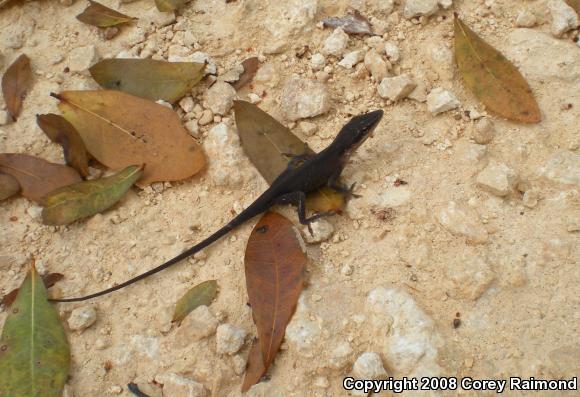 Green Anole (Anolis carolinensis)