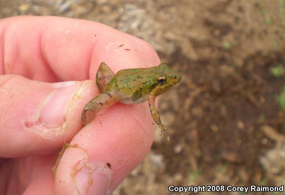 Southern Cricket Frog (Acris gryllus)