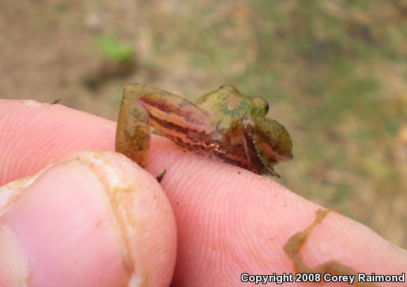 Southern Cricket Frog (Acris gryllus)