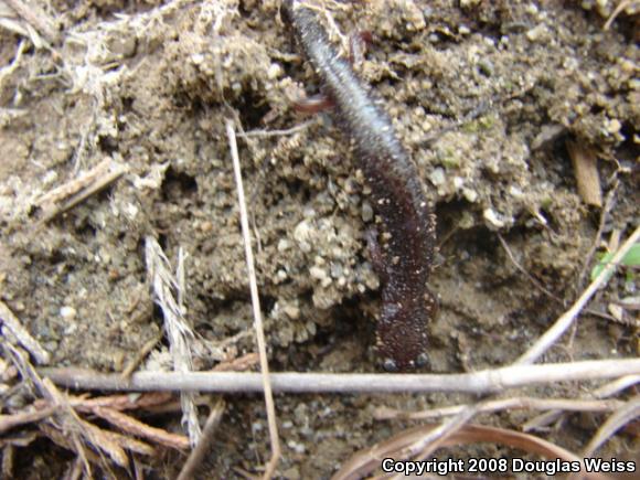 Eastern Red-backed Salamander (Plethodon cinereus)