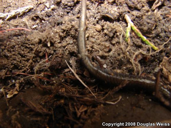 Eastern Red-backed Salamander (Plethodon cinereus)