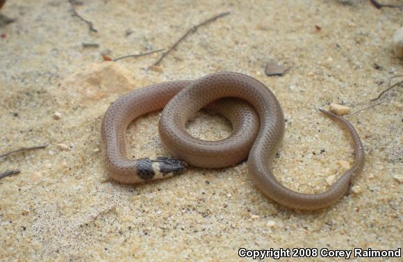 Southeastern Crowned Snake (Tantilla coronata)