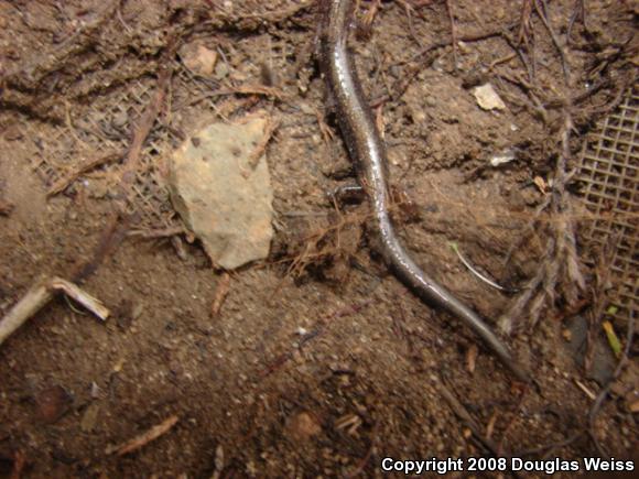 Eastern Red-backed Salamander (Plethodon cinereus)