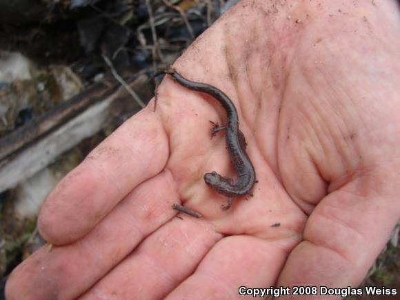 Eastern Red-backed Salamander (Plethodon cinereus)