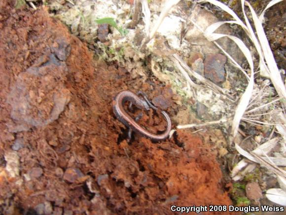 Eastern Red-backed Salamander (Plethodon cinereus)