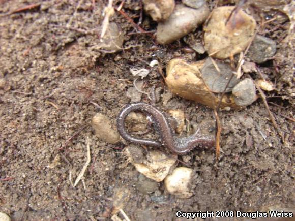 Eastern Red-backed Salamander (Plethodon cinereus)