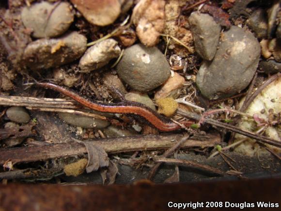 Eastern Red-backed Salamander (Plethodon cinereus)