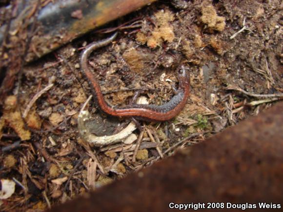 Eastern Red-backed Salamander (Plethodon cinereus)