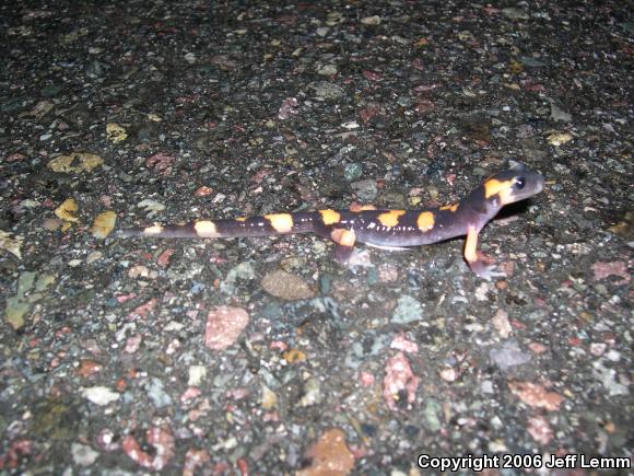 Large-blotched Ensatina (Ensatina eschscholtzii klauberi)