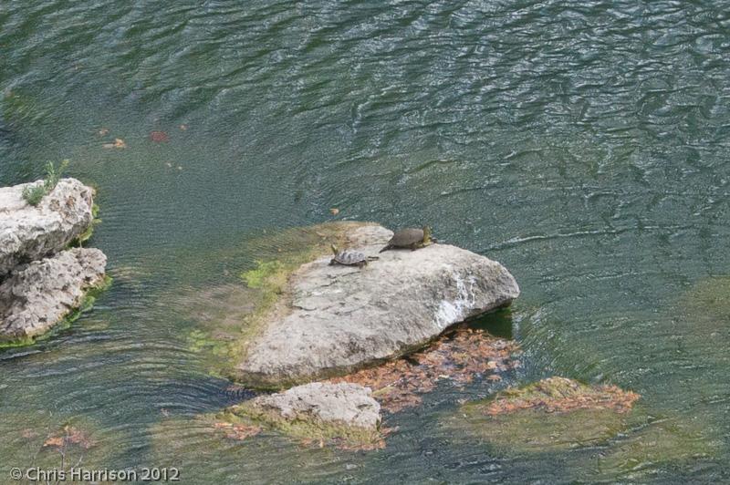 Cagle's Map Turtle (Graptemys caglei)