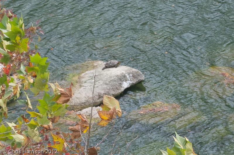 Cagle's Map Turtle (Graptemys caglei)