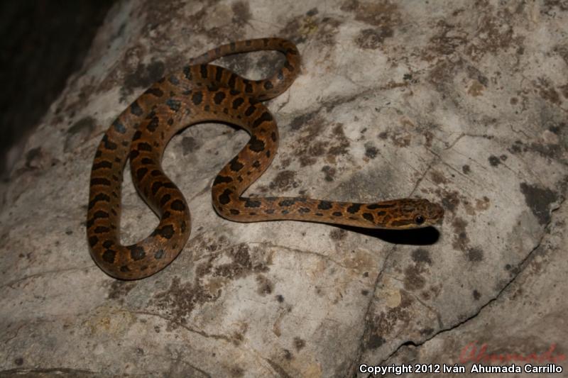 Bresson's Splendid Cat-eyed Snake (Leptodeira splendida bressoni)