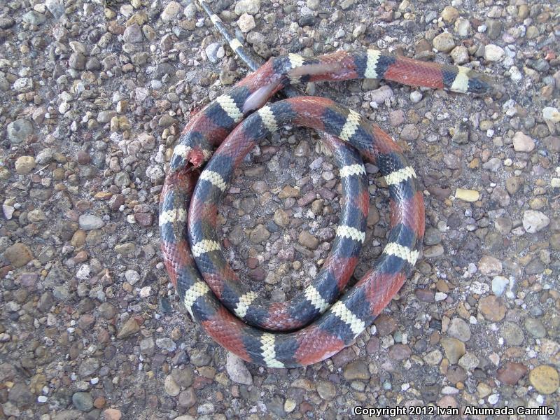 Nelson's Milksnake (Lampropeltis triangulum nelsoni)