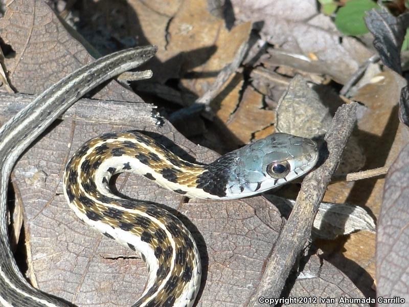 Tropical Black-necked Gartersnake (Thamnophis cyrtopsis collaris)