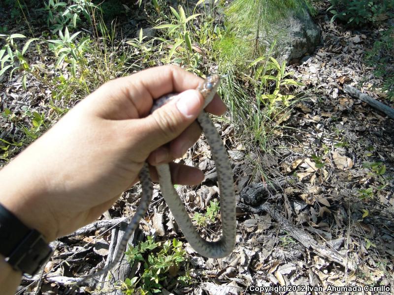 Mexican Bullsnake (Pituophis deppei)