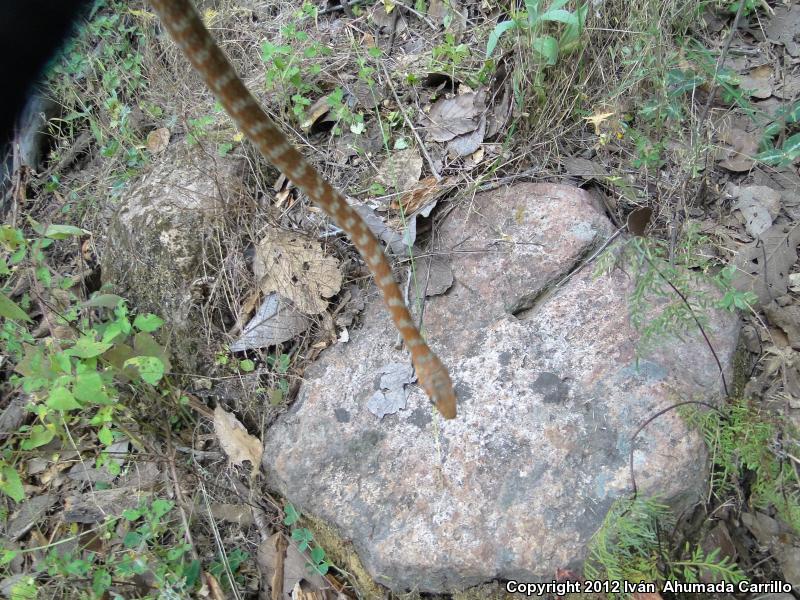 Clifton's Lizard Eater (Mastigodryas cliftoni)