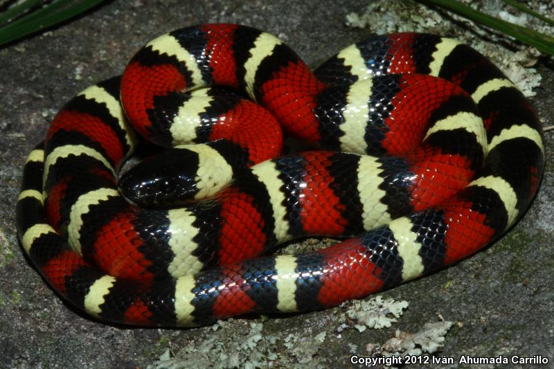 Nelson's Milksnake (Lampropeltis triangulum nelsoni)