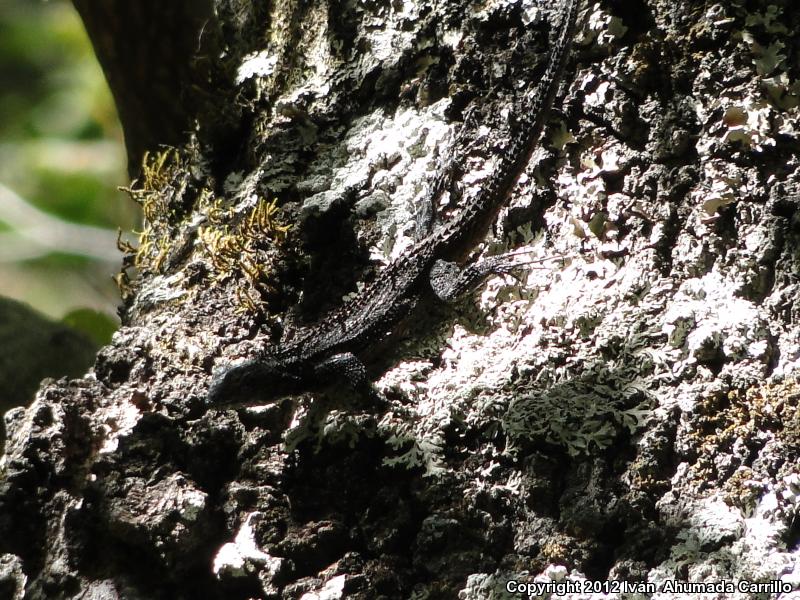 Shannon's Spiny Lizard (Sceloporus shannonorum)