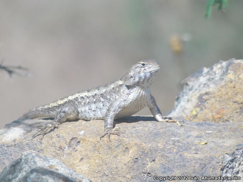 Eastern Spiny Lizard (Sceloporus spinosus)