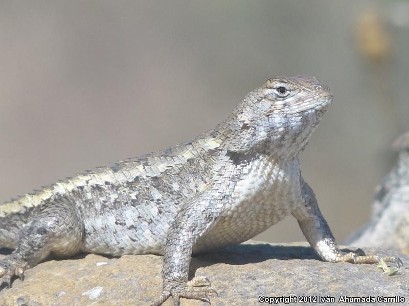 Eastern Spiny Lizard (Sceloporus spinosus)