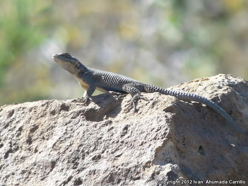 Dugès's Spiny Lizard (Sceloporus dugesii)