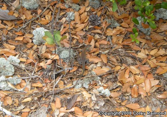 Six-lined Racerunner (Aspidoscelis sexlineata sexlineata)