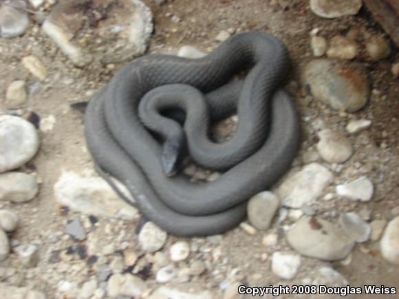 Northern  Black Racer (Coluber constrictor constrictor)